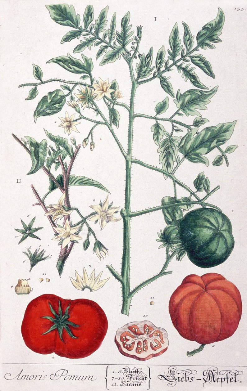 Złote jabłko (pomidor) Pomidor autorstwa Elizabeth Blackwell