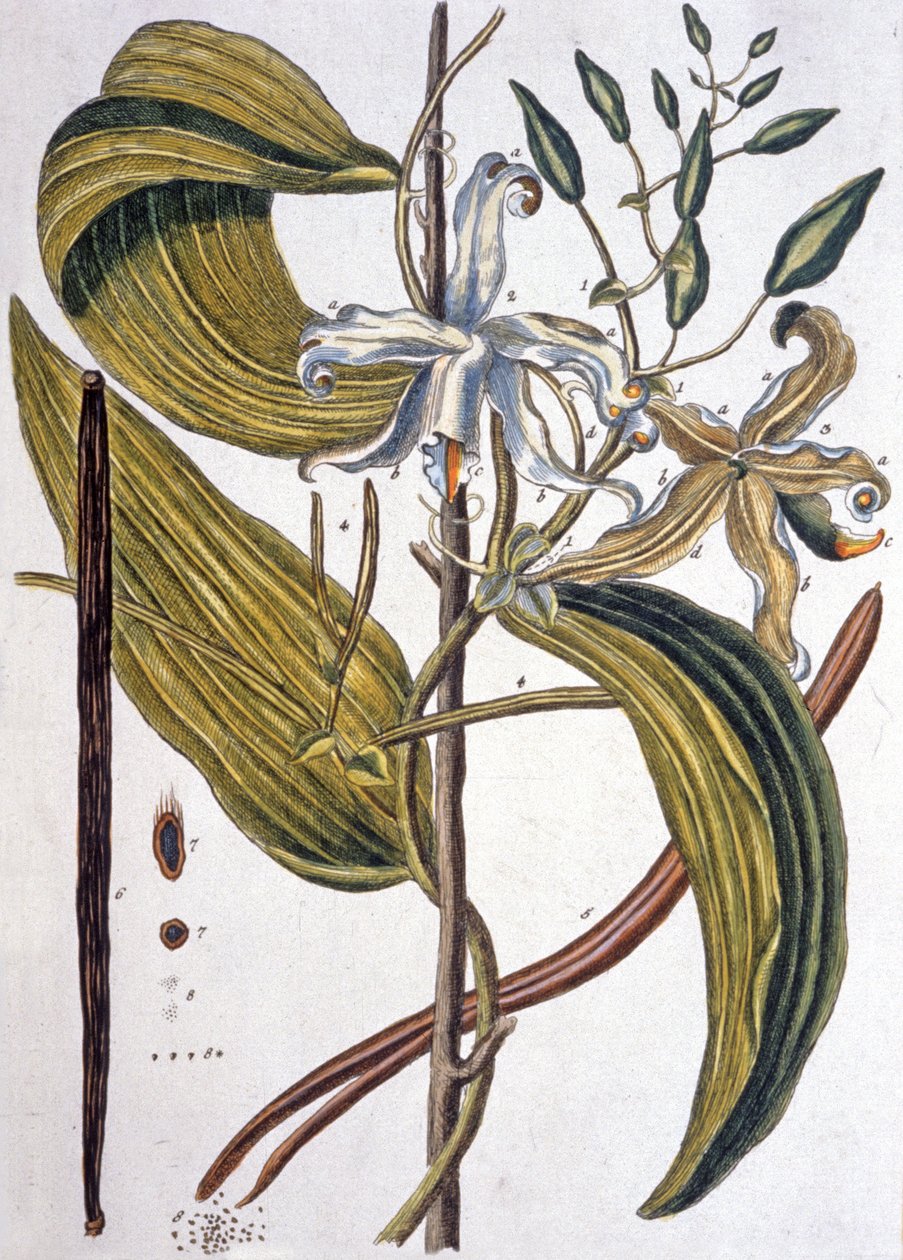 Fasola waniliowa 1737 autorstwa Elizabeth Blackwell