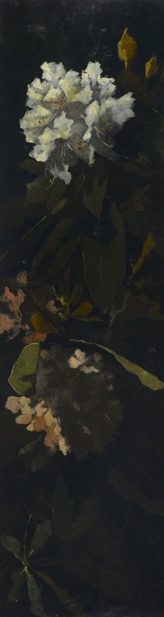 Rododendrony autorstwa Elizabeth Boott Duveneck