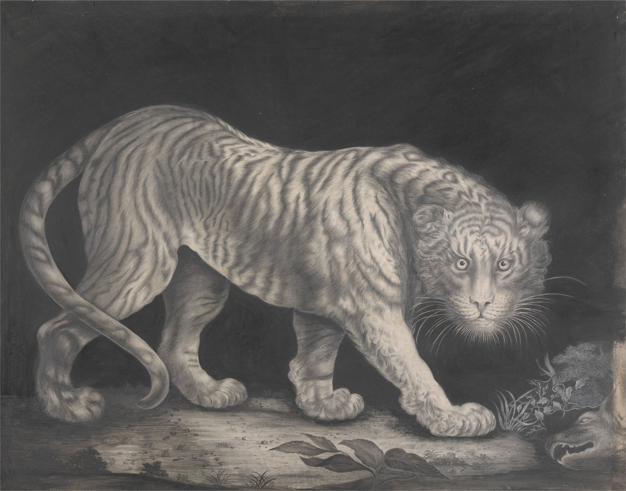Grasujący Tygrys autorstwa Elizabeth Pringle