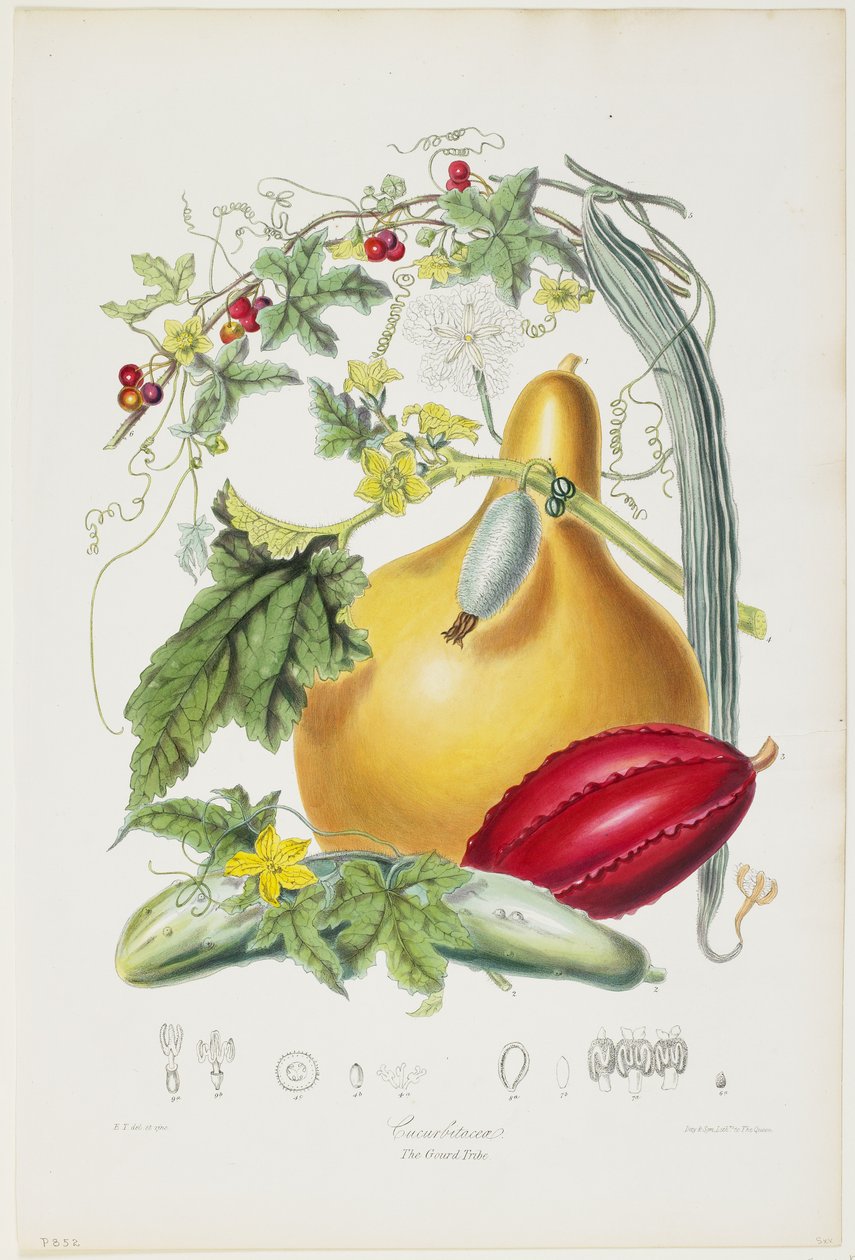 Cucurbitaceae, plemię tykwy, z ilustracji naturalnych porządków roślin, 1849-55 (ręcznie kolorowane lito) autorstwa Elizabeth Twining