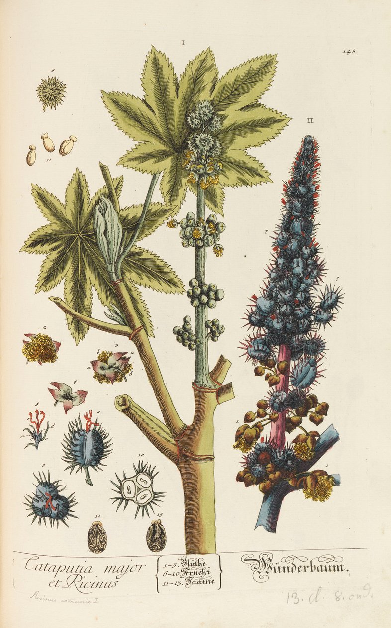 Blackwellian Herbarium poprawione i powiększone, 1754-1773. autorstwa Elizabeth Blachrie Blackwell