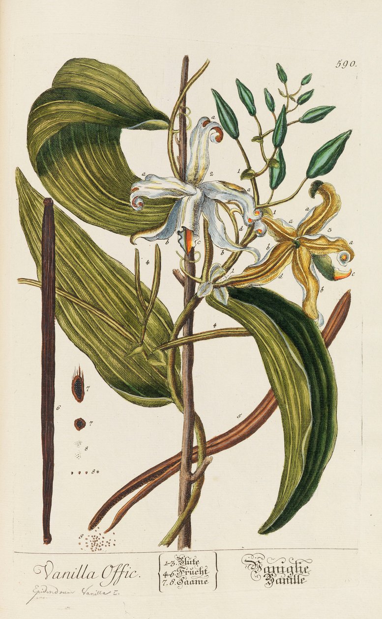 Blackwellian Herbarium poprawione i powiększone, 1754-1773. autorstwa Elizabeth Blachrie Blackwell
