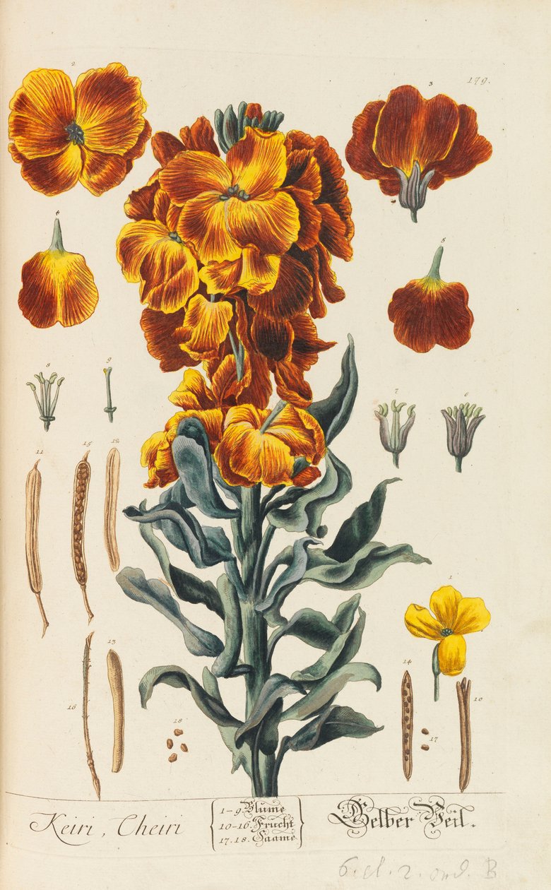 Blackwellian Herbarium poprawione i powiększone, 1754-1773. autorstwa Elizabeth Blachrie Blackwell