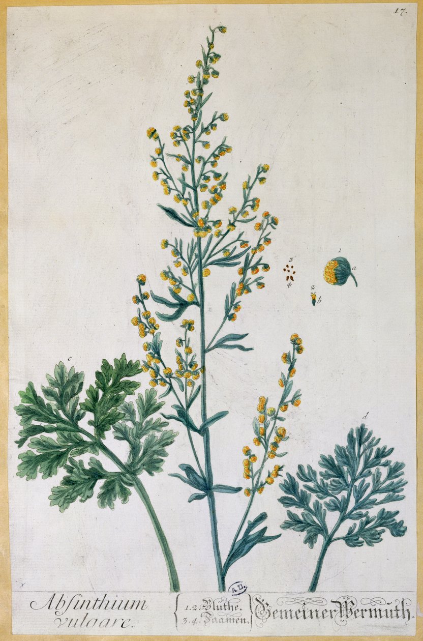 Absynt, talerz z "Herbarium Blackwellianum" artysty, 1757 (kolorystyka) autorstwa Elizabeth Blackwell