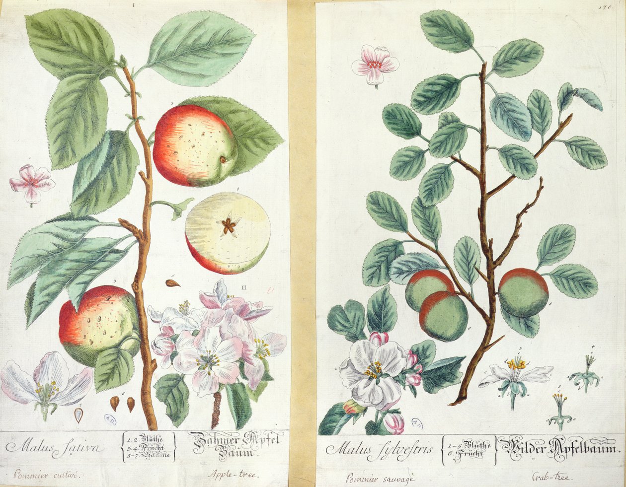 Jabłka, Malus Sativa i Malus Sylvestris, z "Herbarium Blackwellianum", 1757 autorstwa Elizabeth Blackwell
