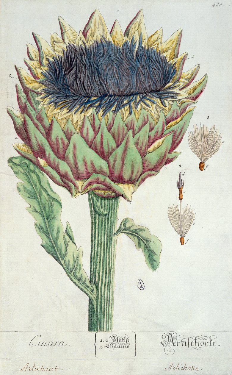 Karczoch, z "Herbarium Blackwellianum", 1757 (pióro, tusz i wc na papierze) autorstwa Elizabeth Blackwell