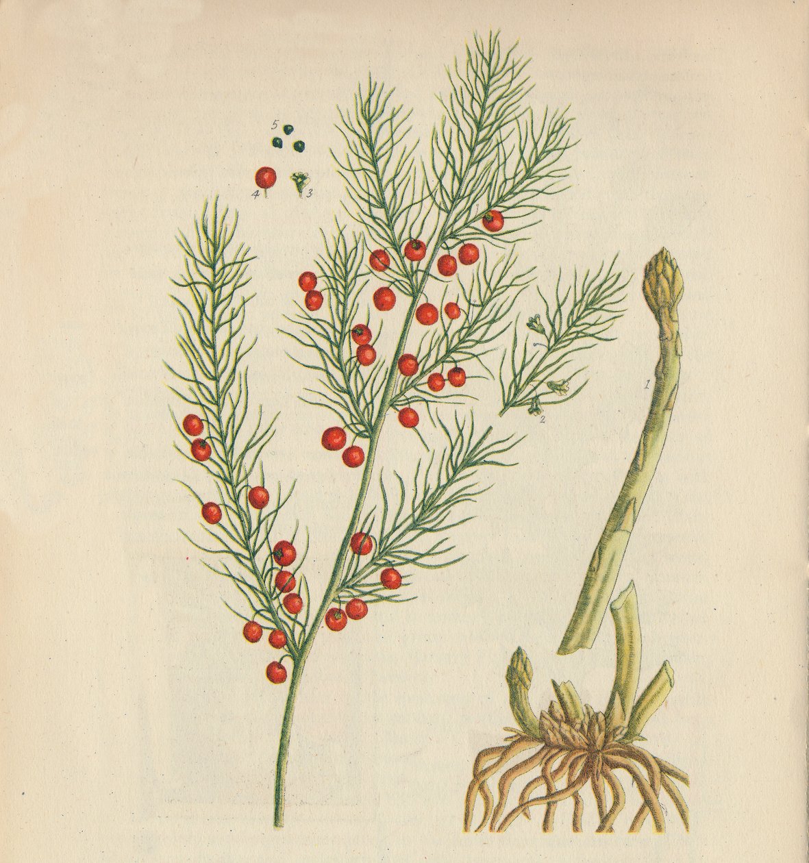 Szparagi, 1947 autorstwa Elizabeth Blackwell