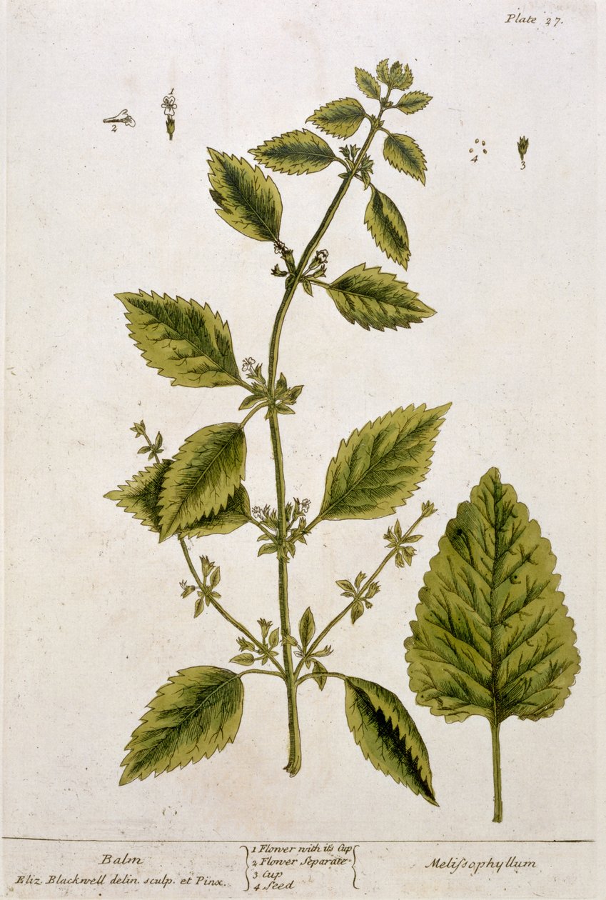 Balsam, płyta 27 z "Ciekawego ziela", wydana 1782 (kolorowa grawerunek) autorstwa Elizabeth Blackwell
