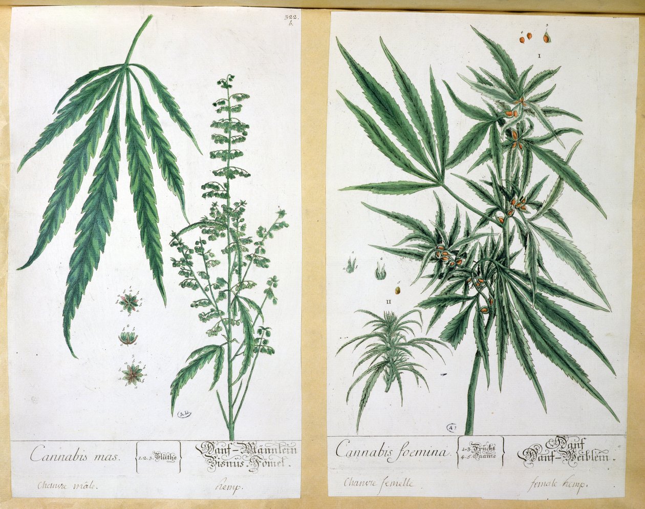 Cannabis mas i Cannabis foemina, z „Herbarium Blackwellianum”, 1757 (pióro i atrament i toaleta na papierze) autorstwa Elizabeth Blackwell