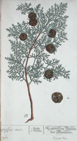 Cyprys z „Ciekawy zielnik”, wydany w Norymberdze w 1757 r. (kolorowa rycina) autorstwa Elizabeth Blackwell