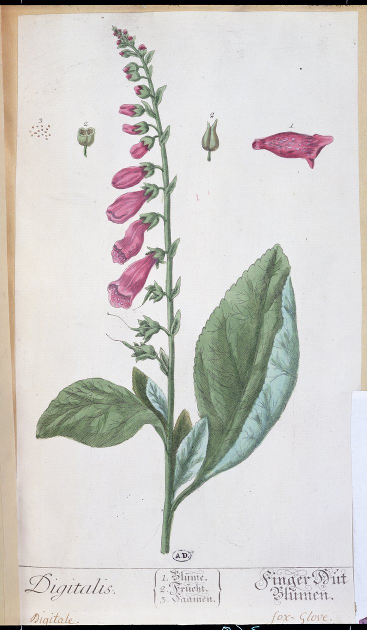 Digitalis purpurea, z 