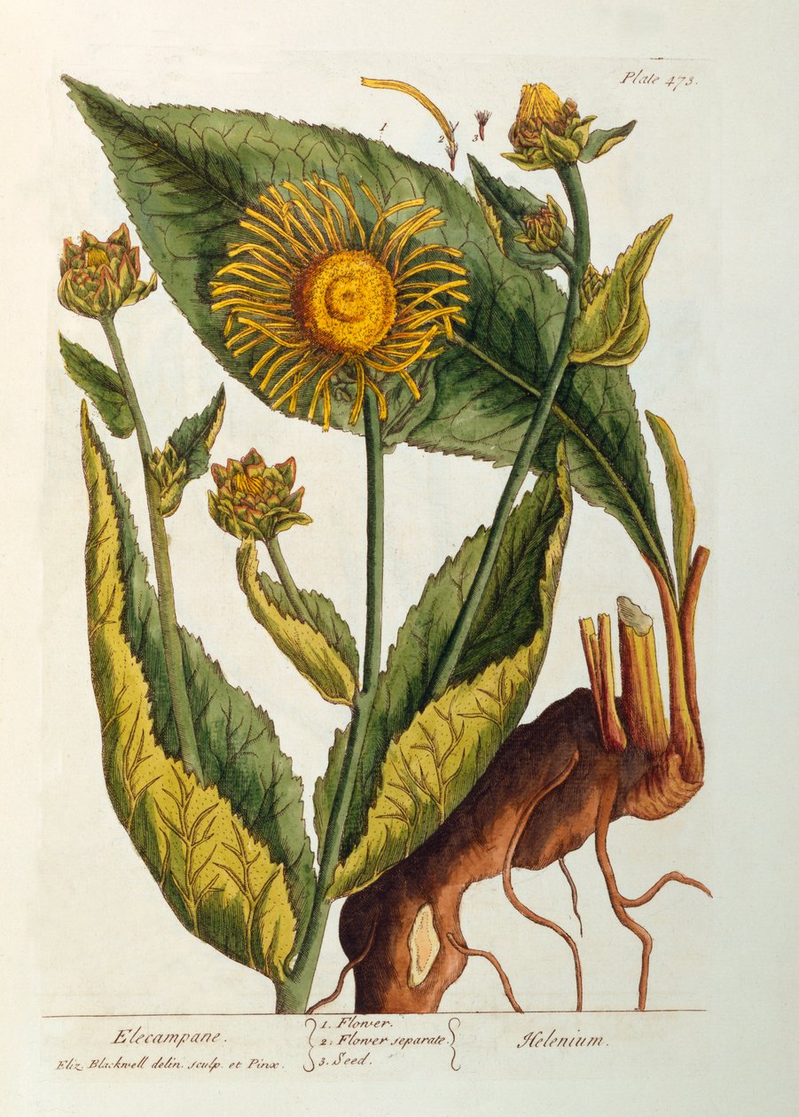 Oman, tabliczka 473 z "Ciekawego zielnika", wydana 1782 (kolorowa grawerunek) autorstwa Elizabeth Blackwell