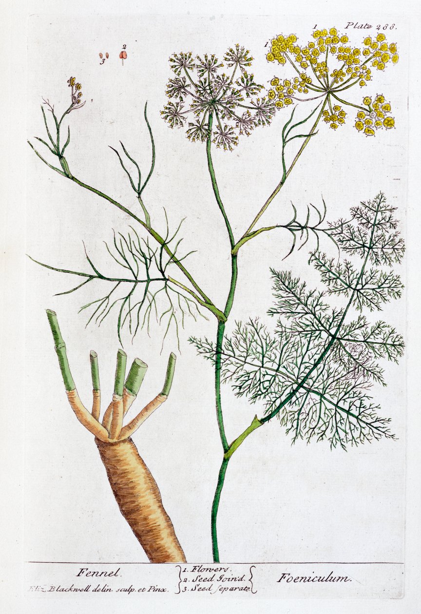 Koper, 1782 autorstwa Elizabeth Blackwell