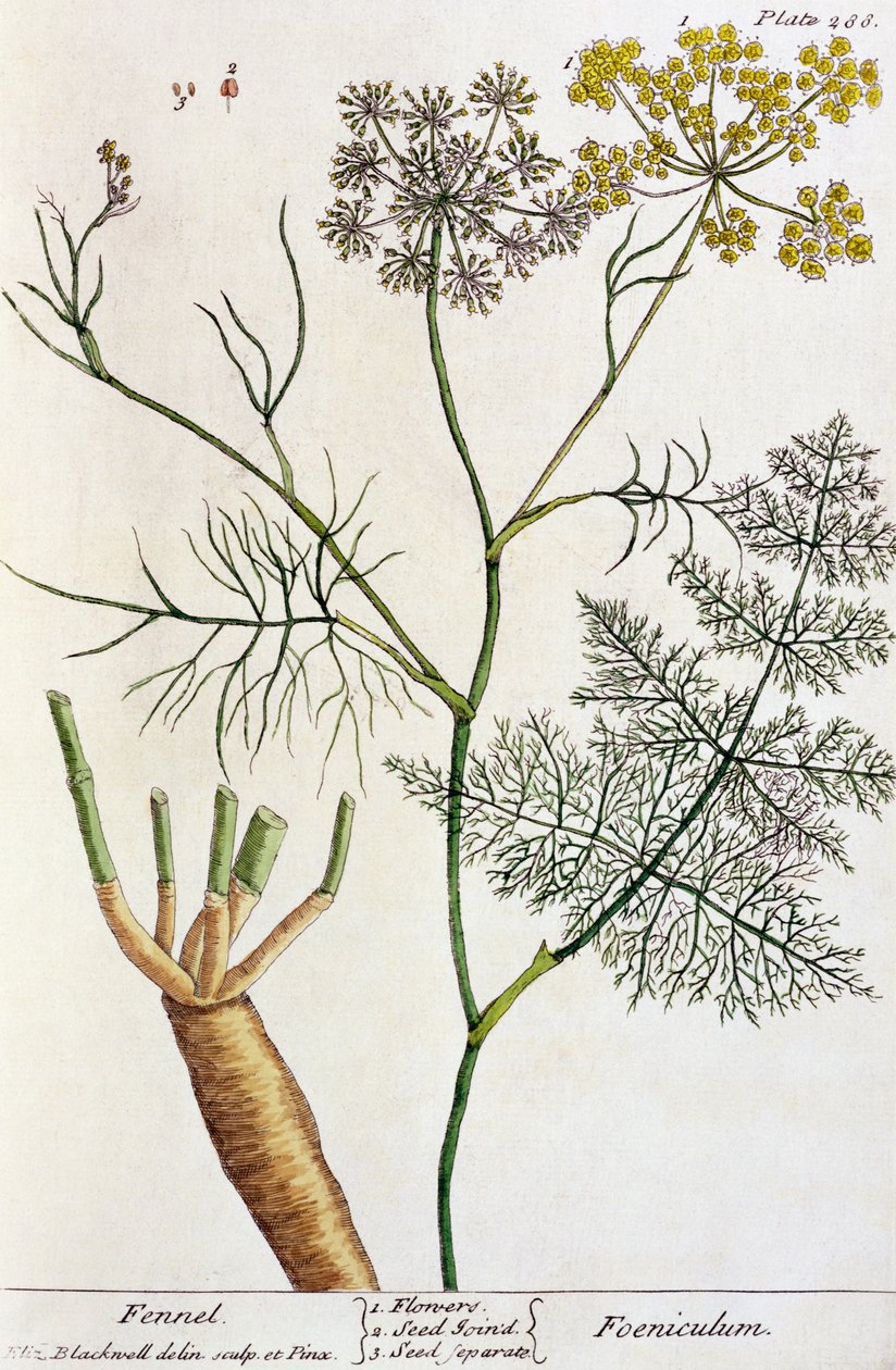 Koper włoski, płyta 288 z "Ciekawego zielnika", wydana 1782 (kolorowa grawerunek) autorstwa Elizabeth Blackwell