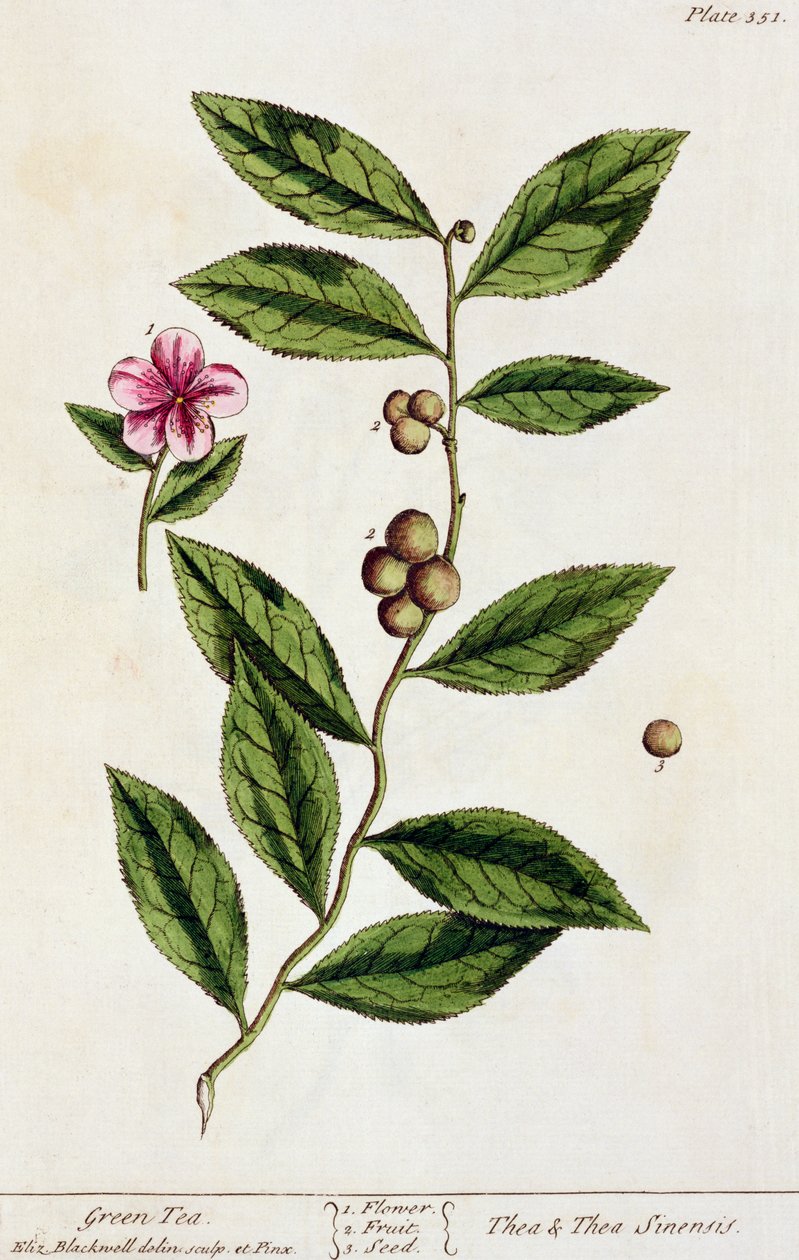 Herbata zielona, tabliczka 351 z "Ciekawego zielnika", wydana w 1782 r. (kolor grawerowany) autorstwa Elizabeth Blackwell
