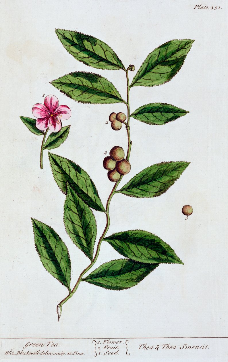 Zielona herbata, 1782 autorstwa Elizabeth Blackwell