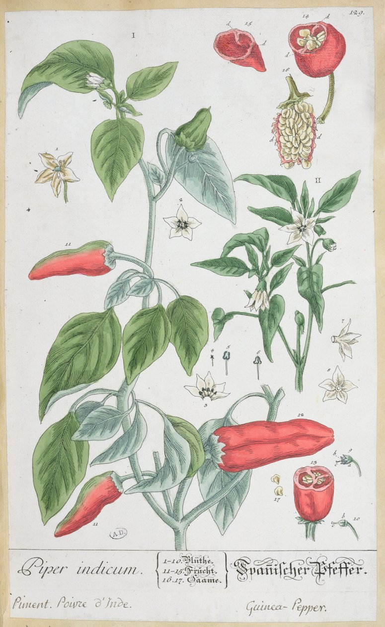 Papryka gwinea (Piper Indicum) tabliczka 129 z niemieckiego wydania „Ciekawego zielnika”, wydanego w 1757 r. autorstwa Elizabeth Blackwell