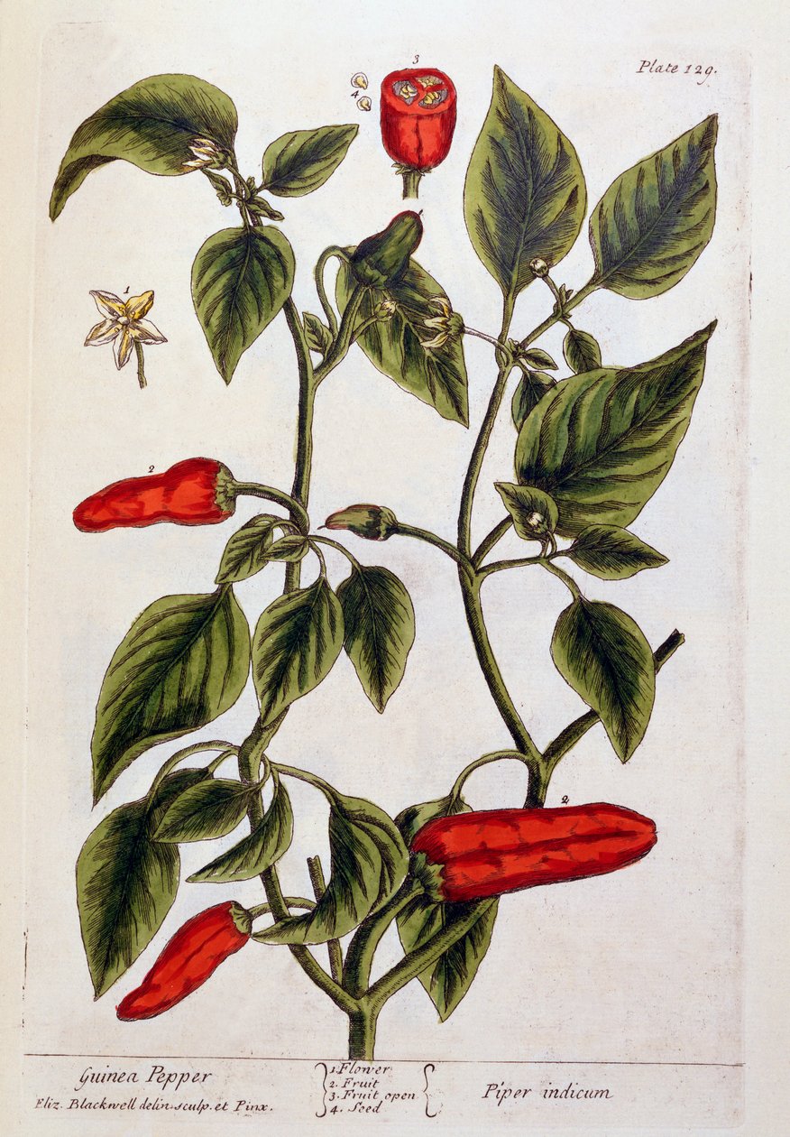 Papryka gwinejska, tabliczka 129 z "Ciekawego zielnika", wydana w 1782 r. (kolorowa grawerunek) autorstwa Elizabeth Blackwell