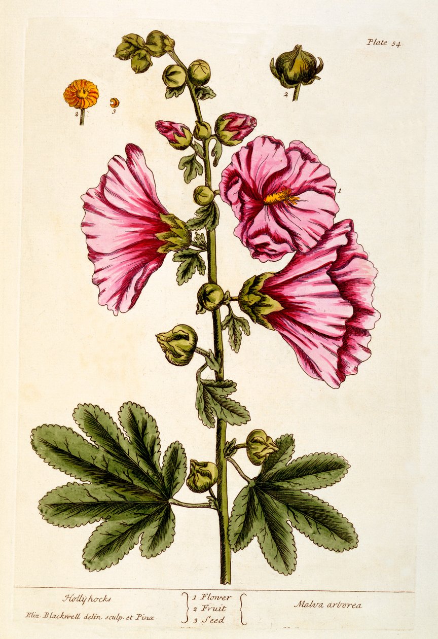 Malwy, tablica 54 z „Ciekawskiego zielnika”, wydana w 1782 r. (kolorowa grawerunek) autorstwa Elizabeth Blackwell