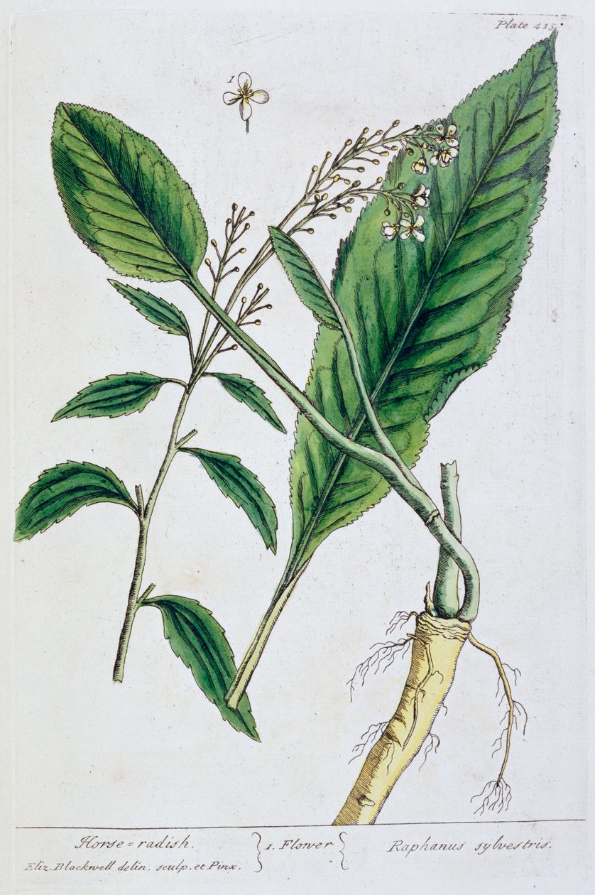Chrzan, 1782 autorstwa Elizabeth Blackwell