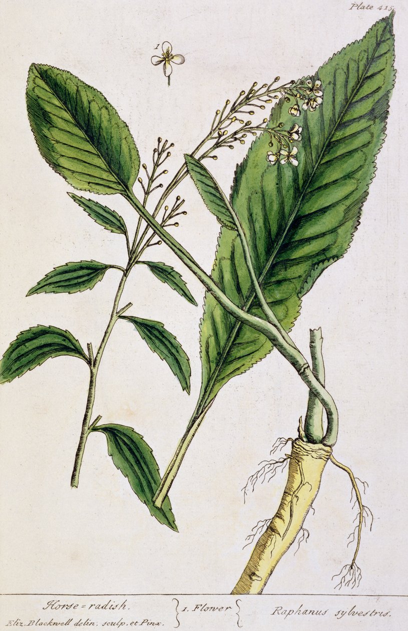 Chrzan, tablica 415 z "A Curious Herbal", opublikowana w 1782 r. (rycina kolorowa) autorstwa Elizabeth Blackwell