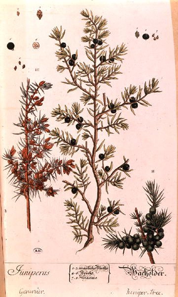 Talerz jałowca (Juniperus) z niemieckiego wydania „Ciekawego zielnika”, wydanego w 1757 r. (kolorowa grawerunek) autorstwa Elizabeth Blackwell