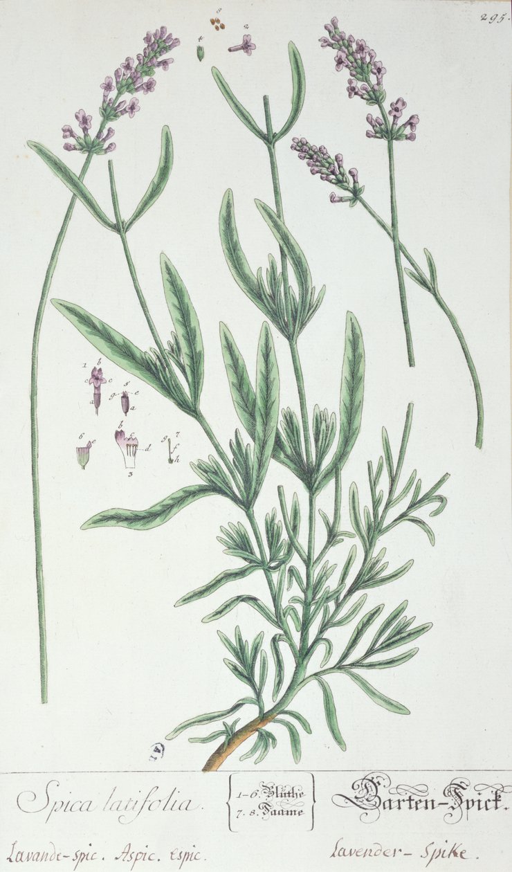Lawendowy kolec, talerz z "Herbarium Blackwellianum" artysty, 1757 (pióro i atrament i wc na papierze) autorstwa Elizabeth Blackwell
