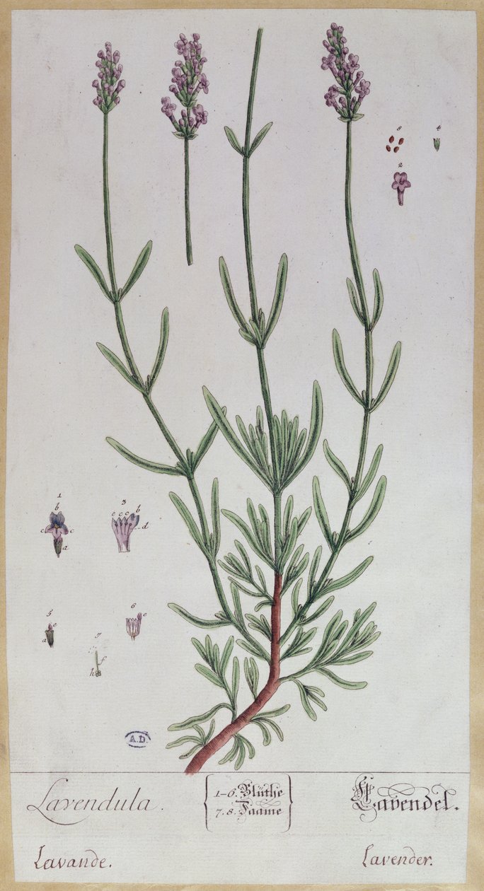 Lawenda, tablica z "Herbarium Blackwellianum", 1757 (pióro, tusz i wc na papierze) autorstwa Elizabeth Blackwell