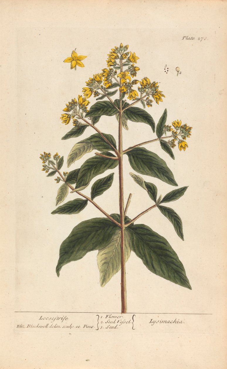 Lysimachia (Loosestrife), tablica 278 z „A Curious Herbal”, tom II, Londyn, 1737 autorstwa Elizabeth Blackwell