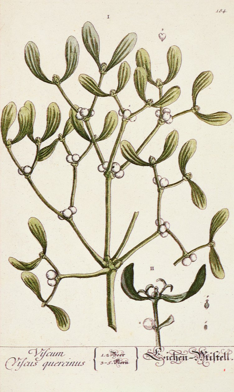 Jemioła z „Ciekawy zielnik”, 1782 autorstwa Elizabeth Blackwell