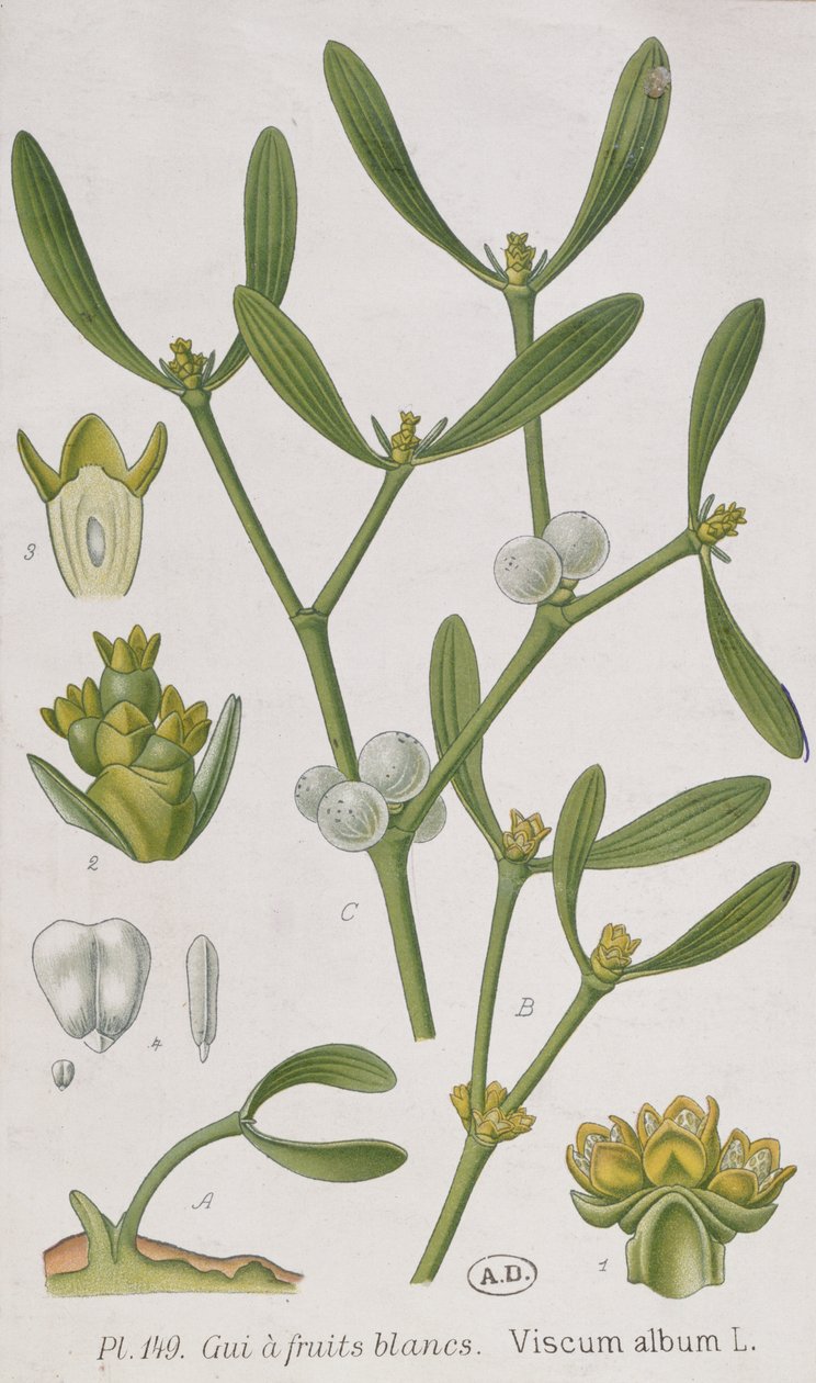 Jemioła z „Ciekawego zielnika”, wydanego w Norymberdze w 1757 r. autorstwa Elizabeth Blackwell