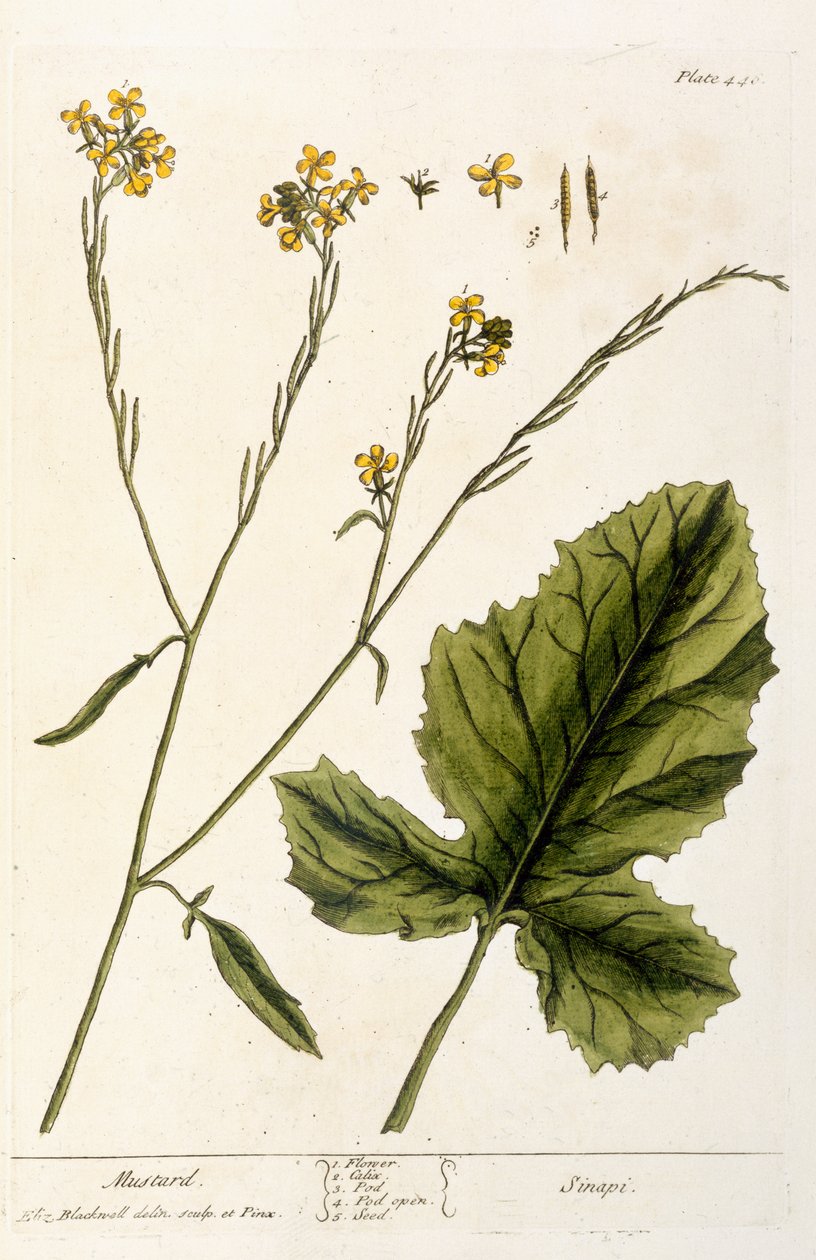 Musztarda, płyta 446 z "Ciekawego zielnika", wydana 1782 (kolorowa grawerunek) autorstwa Elizabeth Blackwell
