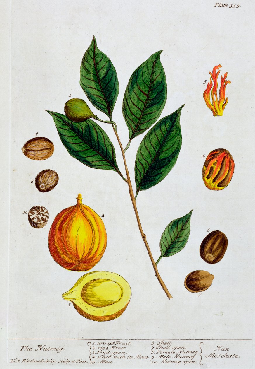 Gałka muszkatołowa, 1782 autorstwa Elizabeth Blackwell