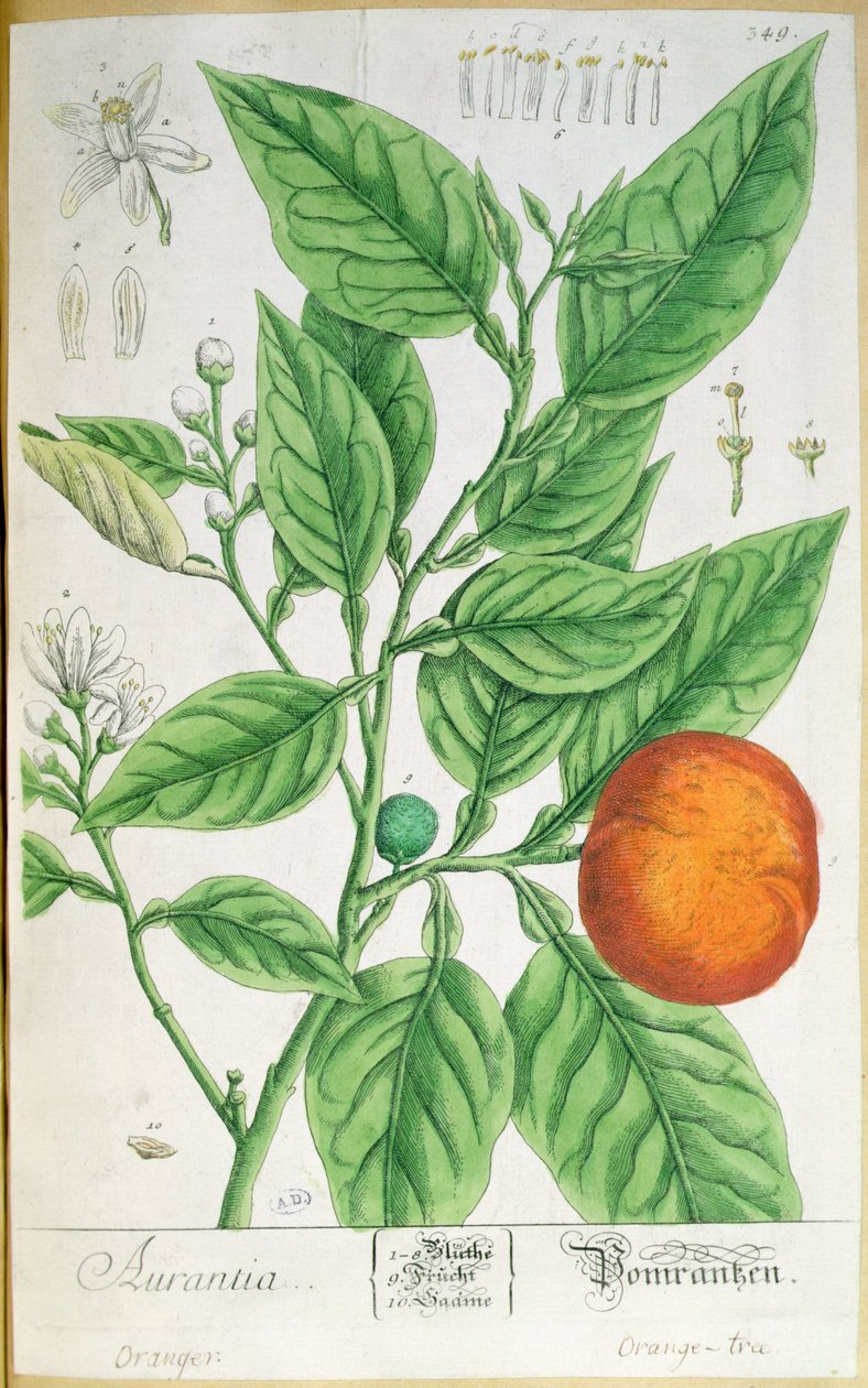 Gałązka pomarańczowa z owocami, z „Ciekawego zielnika”, wydana w Norymberdze w 1757 r. (kolorowa rycina) autorstwa Elizabeth Blackwell