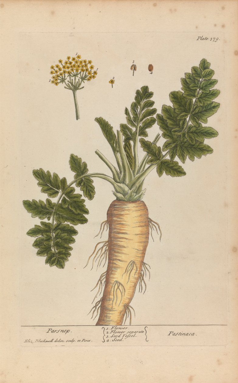 Pastinaca (pasternak), tablica 379 z „A Curious Herbal”, tom II, Londyn, 1737 autorstwa Elizabeth Blackwell