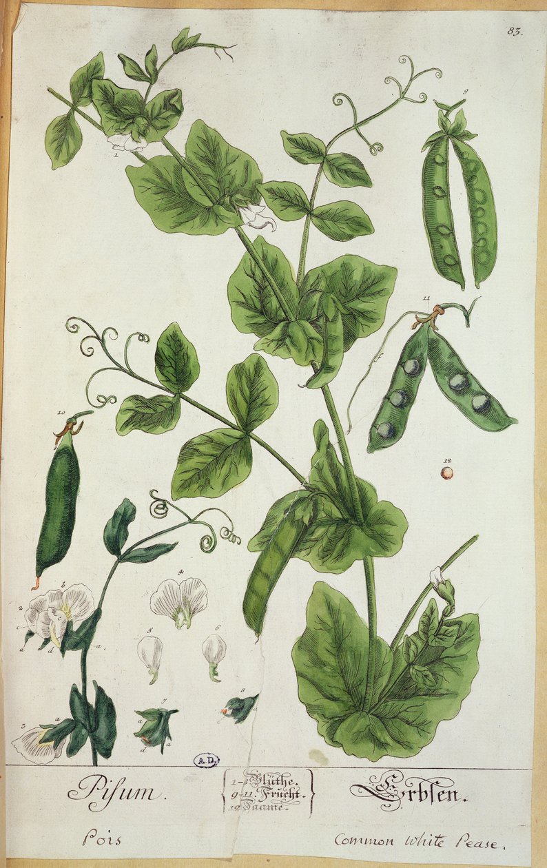 Groch, tablica z "Herbarium Blackwellianum", 1757 (pióro, tusz i wc na papierze) autorstwa Elizabeth Blackwell