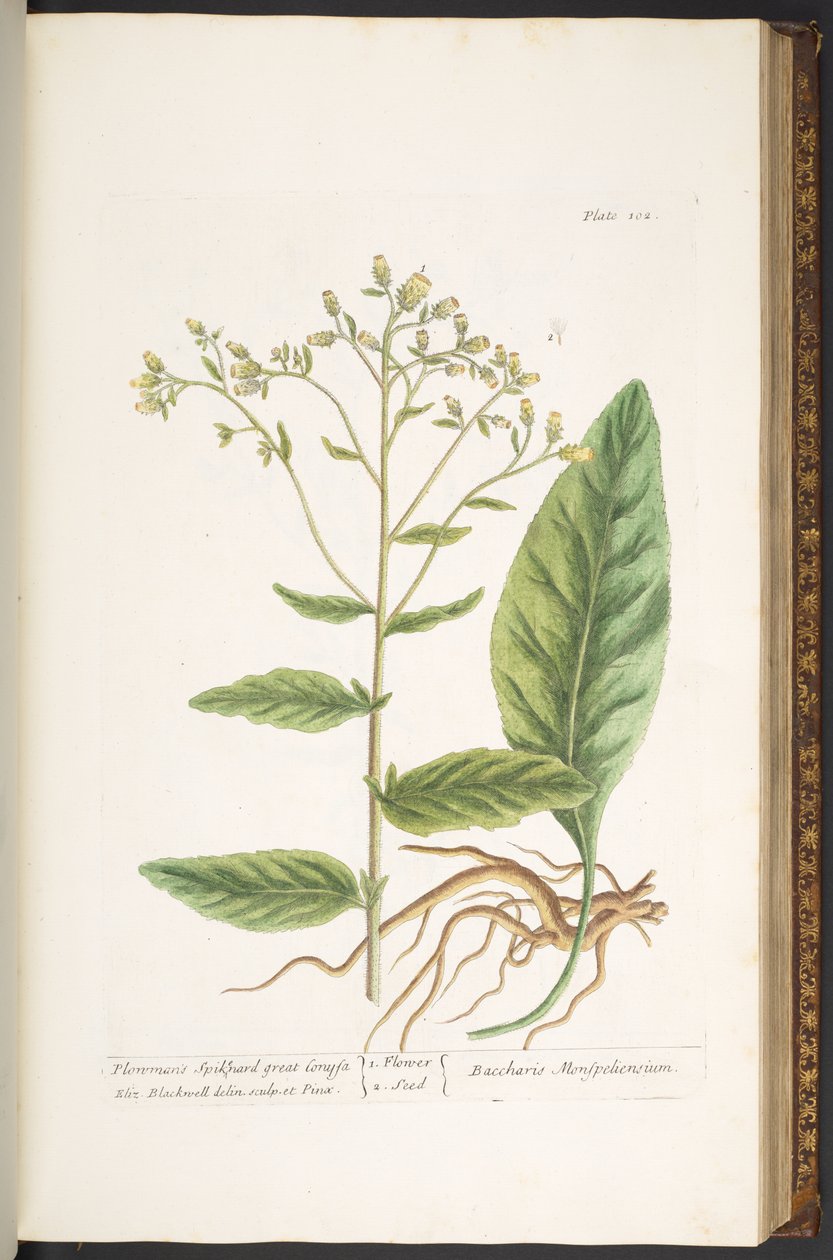 Talerz 102, z „Ciekawy zielnik” autorstwa Elizabeth Blackwell