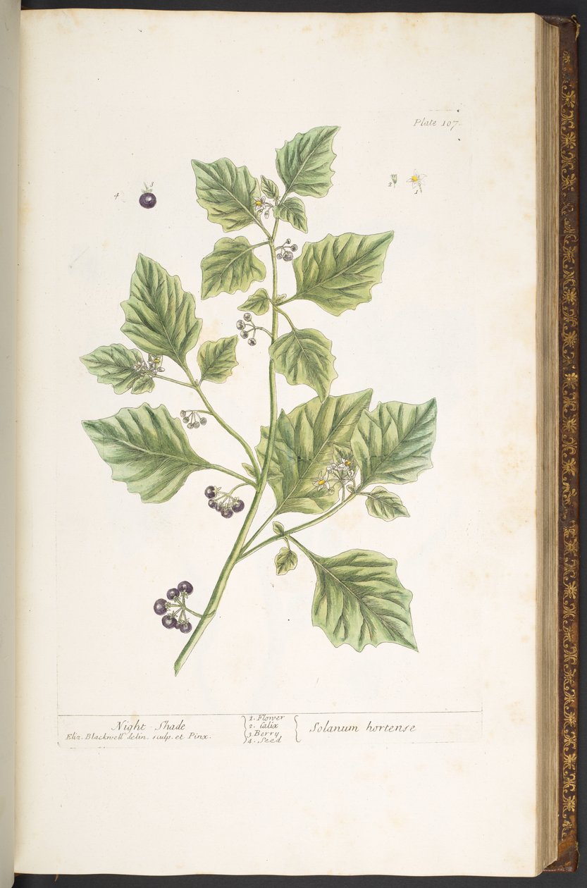Talerz 107, Cień nocy, z „Ciekawy zielnik” autorstwa Elizabeth Blackwell