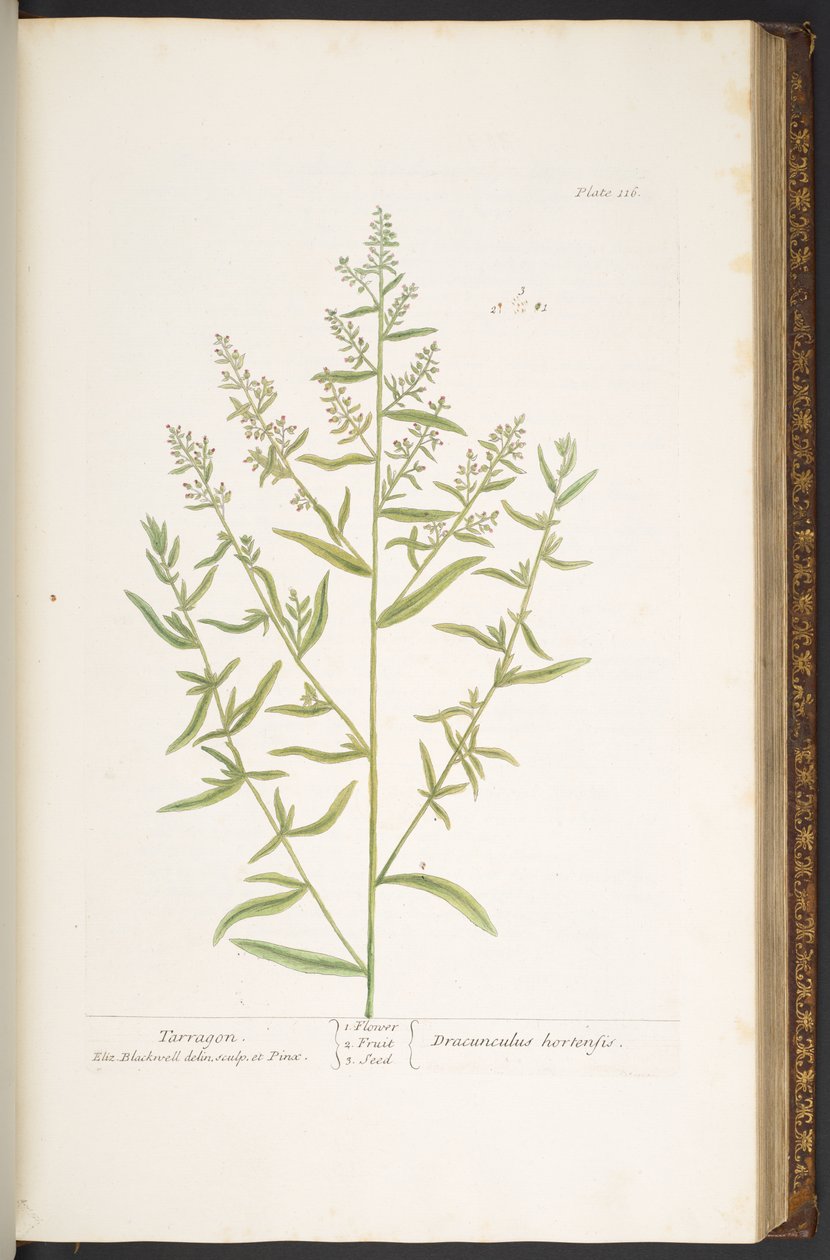 Talerz 116, z „Ciekawy zielnik” autorstwa Elizabeth Blackwell