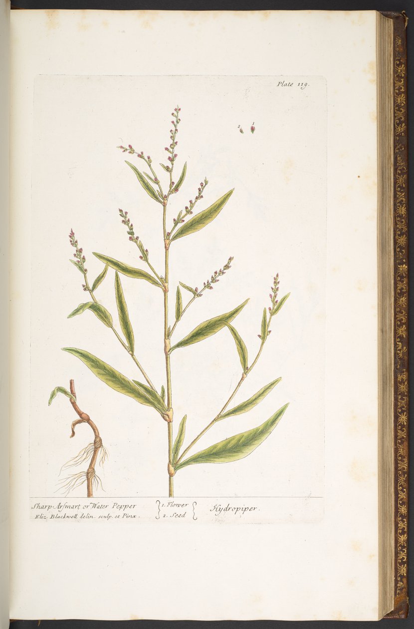 Talerz 119, Ostry Arsmart, czyli Papryka Wodna, z filmu „Ciekawy Herbal” autorstwa Elizabeth Blackwell