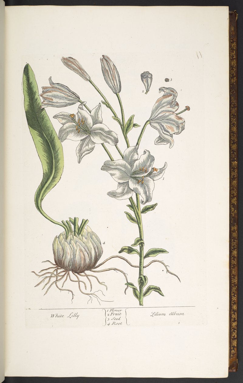 Talerz 11, Biała Lilia, z „Ciekawy Herbal” autorstwa Elizabeth Blackwell