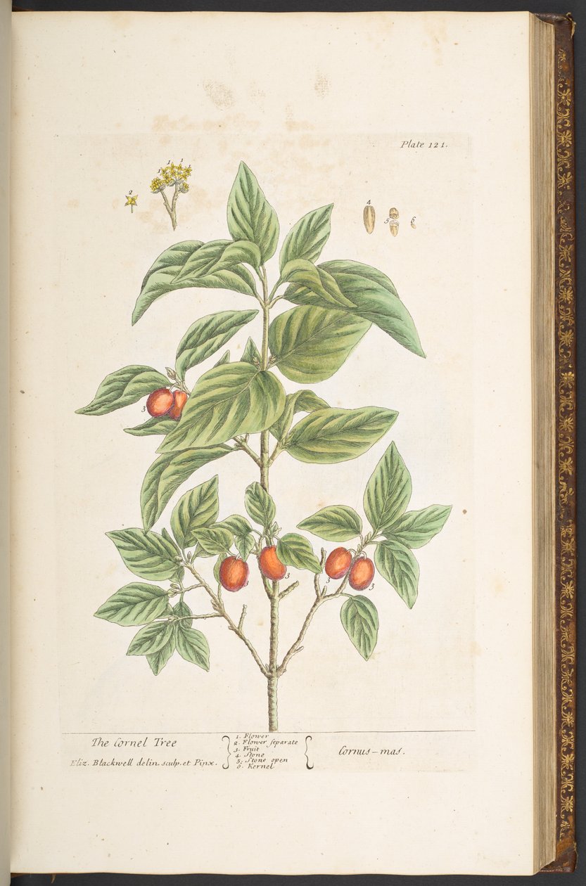 Talerz 121, z „Ciekawy zielnik” autorstwa Elizabeth Blackwell