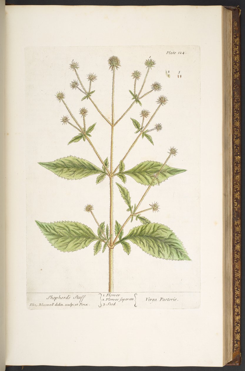 Talerz 124, z „Ciekawy zielnik” autorstwa Elizabeth Blackwell