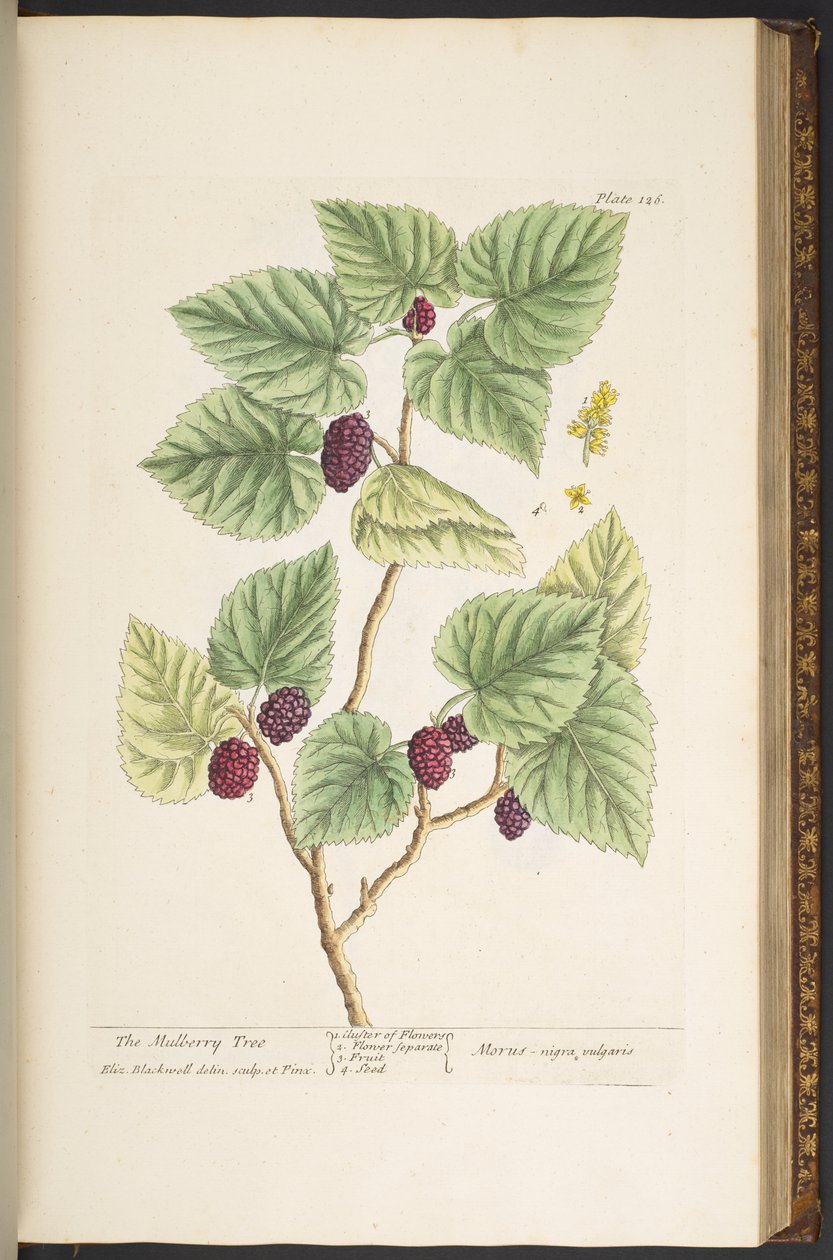 Talerz 126, z „Ciekawy zielnik” autorstwa Elizabeth Blackwell