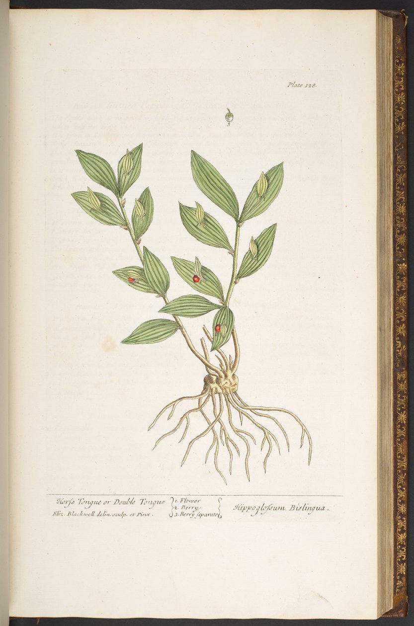 Talerz 128, z „Ciekawy zielnik” autorstwa Elizabeth Blackwell