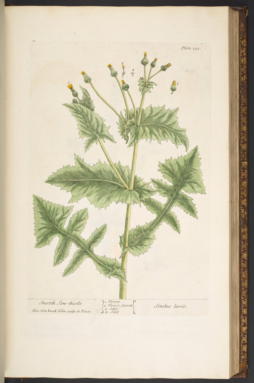 Talerz 130, Gładki Syn-Oset, z „Ciekawskiego Zioła” autorstwa Elizabeth Blackwell