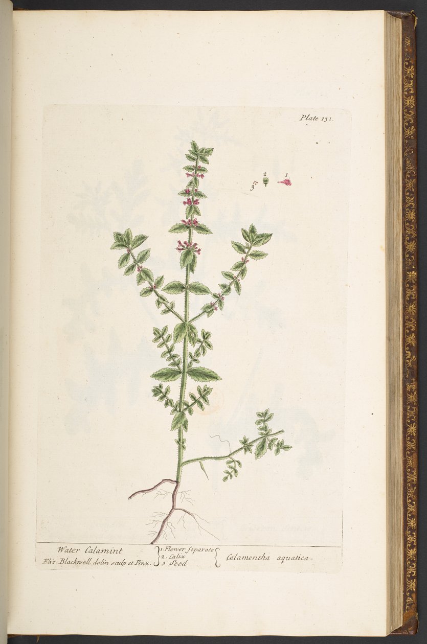 Talerz 131, z „Ciekawy zielnik” autorstwa Elizabeth Blackwell