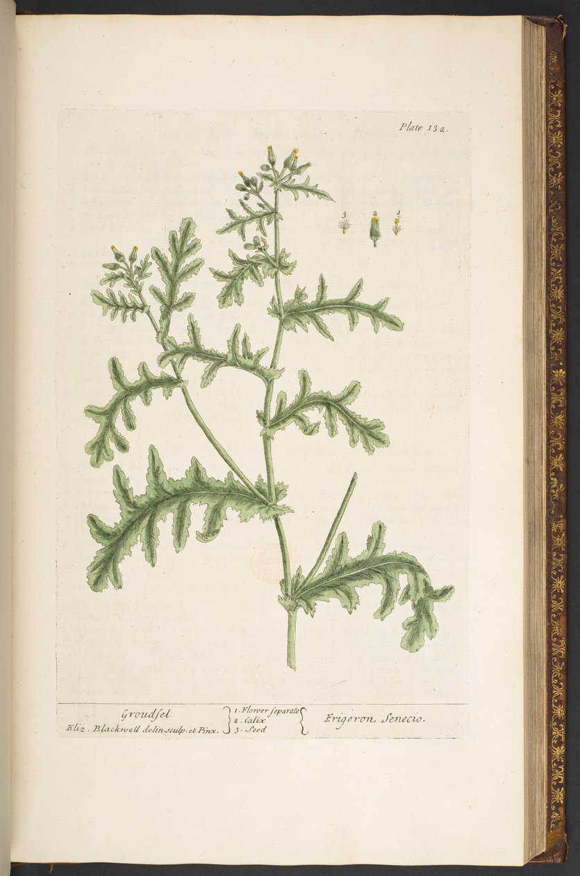 Talerz 132, z „Ciekawy zielnik” autorstwa Elizabeth Blackwell