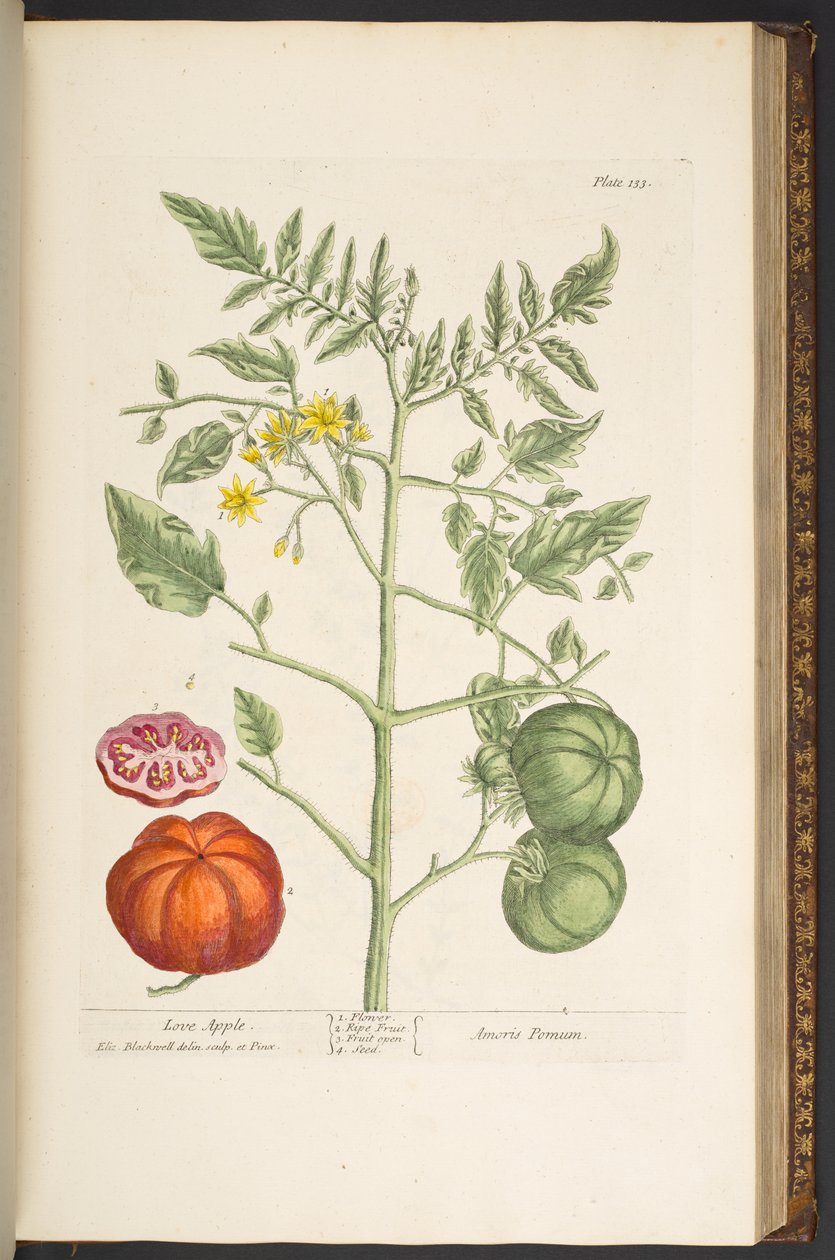 Talerz 133, z „Ciekawy zielnik” autorstwa Elizabeth Blackwell